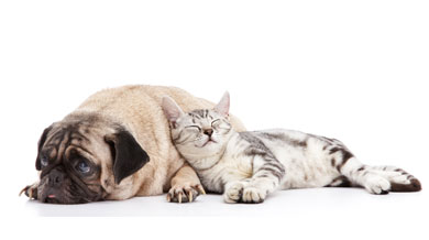Cat and Pug Dog Sleeping